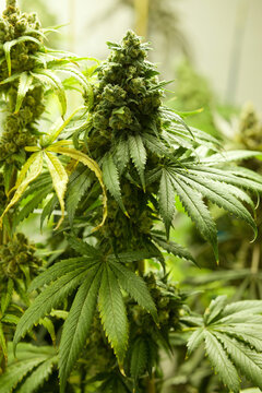 Close-up of cannabis plants growing in greenhouse