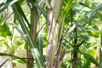 Fototapeta na wymiar Sugar cane plant with green leaves