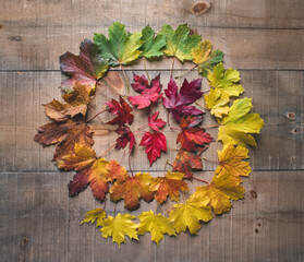 High angle view of colorful leaves arranged on wooden table