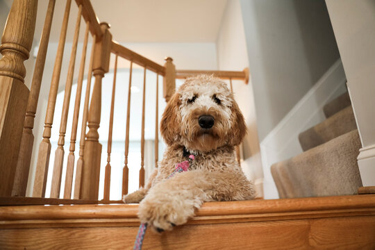 Portrait of hairy dog sitting on wooden steps at home