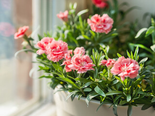 Blooming carnation flower. Growing flowering plants at home. Gardening on window sill as anti stress hobby.