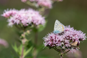 Polyommatus icarus - Common blue - Argus bleu-Azuré commun