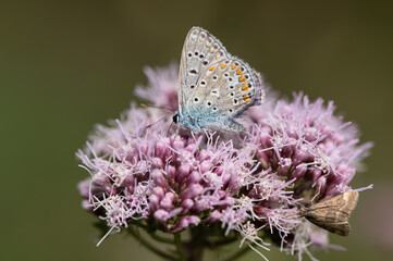 Polyommatus icarus - Common blue - Argus bleu-Azuré commun