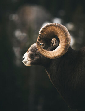 Side view of bighorn sheep standing outdoors
