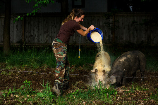 Side view of woman pouring grains on pigs while feeding them at farm