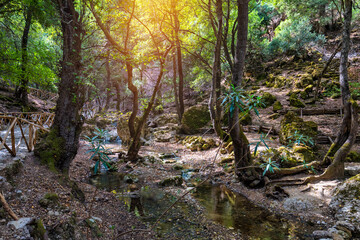 Fototapeta na wymiar Wooden natural walking trekking path Butterflies Butterfly Valley Rhodes Greece. Butterfly valley reservation in Rhodes Island, Greece, walking paths in the nature. Rhodos, Greece.