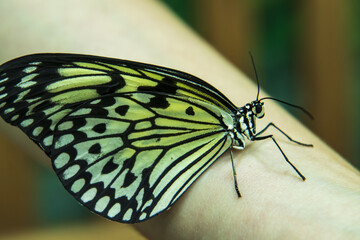 Fototapeta na wymiar butterfly sitting on his hand