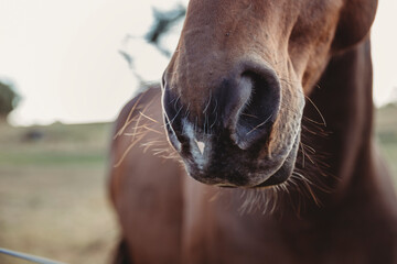 Close-up of horse's snout at farm