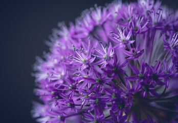 Close-up of purple flowers growing against colored background