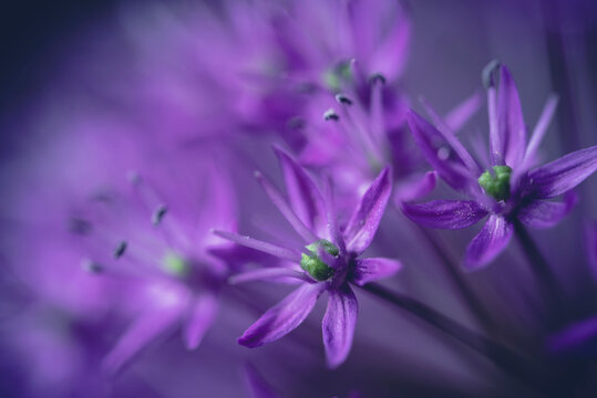 Extreme close-up of purple flowers growing outdoors