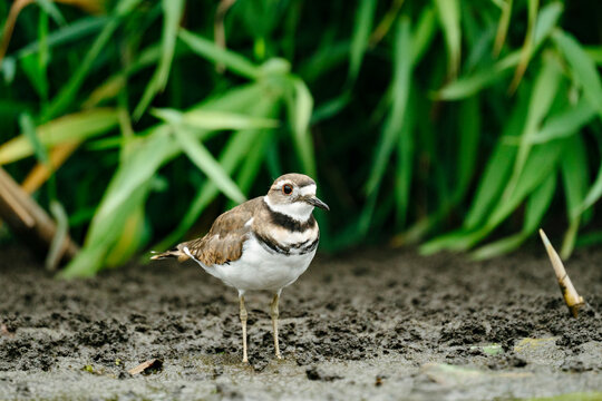 Close-up of killdeer perching on field against plants