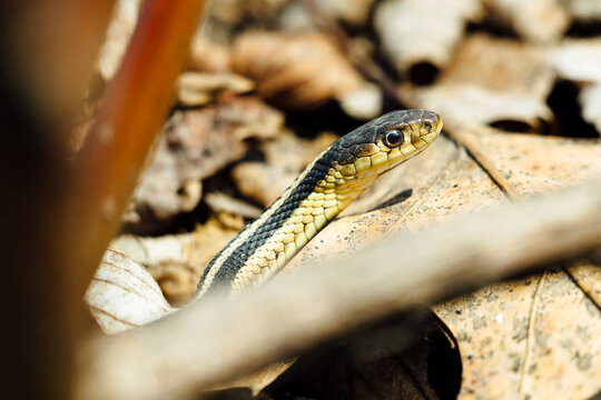 High angle view of garter snake on leaves during sunny day
