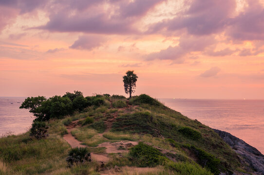 Plants growing on mountain by sea against cloudy sky during sunset