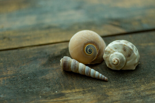 Close-up of seashells on wooden table