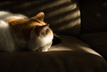 Close-up of cat relaxing on sofa in darkroom at home