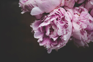 Close-up of pink flowers growing against black background