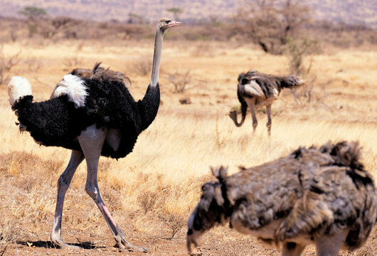 Side view of ostriches perching on field during sunny day