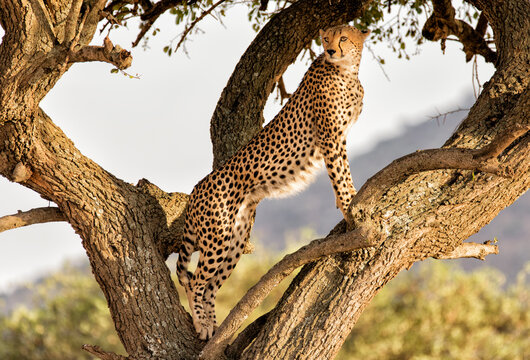 Side view of cheetah looking away while climbing on tree