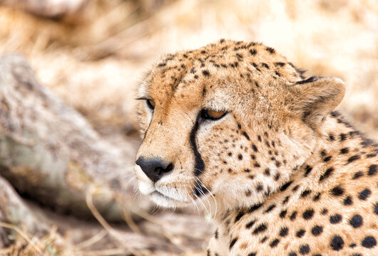 Close-up of cheetah looking away on field
