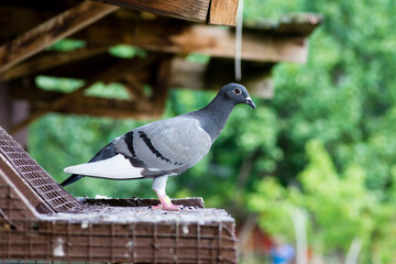Side view of homing pigeon perching on birdhouse