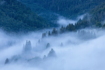 Scenic view of trees in forest during foggy weather at dawn