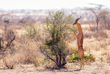 Side view of gazelle rearing up on plant during sunny day
