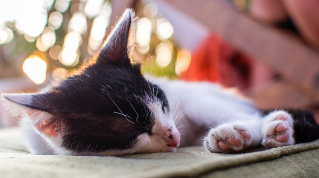 Close-up of cat sleeping on textile at backyard
