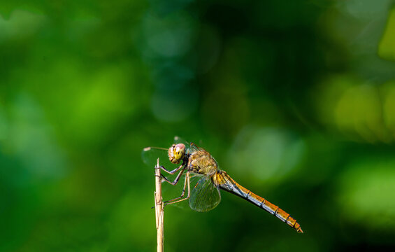 Side view of dragonfly on twig