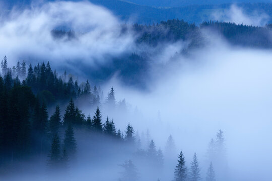 Tranquil view of trees in forest during foggy weather at dawn