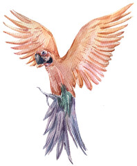 Watercolor parrot isolated on transparent background. Jungle tropical bird illustration. Hand painted design for sticker, print, pattern