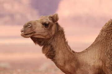 Camels in the Desert of Wadi Rum, Jordania