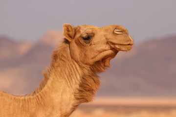 Camels in the Desert of Wadi Rum, Jordania