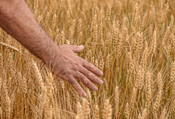 Cropped hand of man touching crops growing on field at farm
