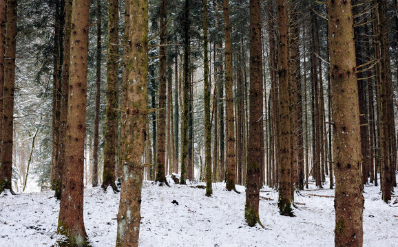 Trees on snow covered field in forest during winter - Powered by Adobe