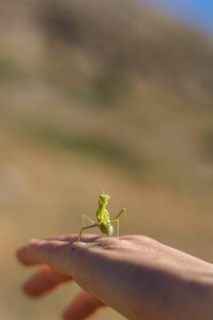 Cropped hand of man holding grasshopper against mountain