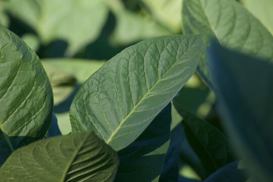 Close-up of tobacco crops growing at farm during sunny day