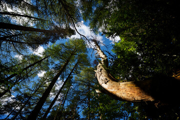 Low angle view of trees growing against blue sky in forest