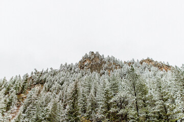 Low angle view of pine trees on mountain against clear sky in forest during winter