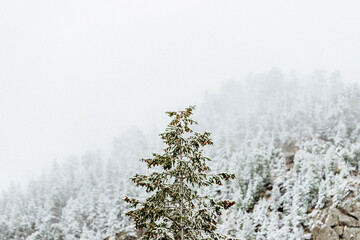 Close-up of plant against snow covered pine trees in forest during foggy weather