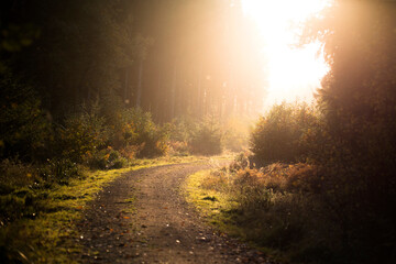 Scenic view of dirt road amidst trees in forest during sunset