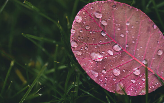High angle view of wet pink leaf on grassy field during rainy season