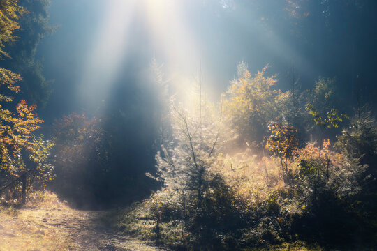 Scenic view of trees and plants growing in forest during sunny day