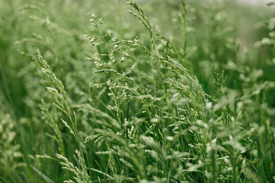Feather Grass or Needle Grass moving at the slightest breath of wind
