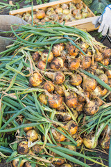 harvested onion in a wooden box, drying onions, vertical photo