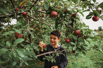 Cute smiling boy harvesting apples from fruit tree at orchard