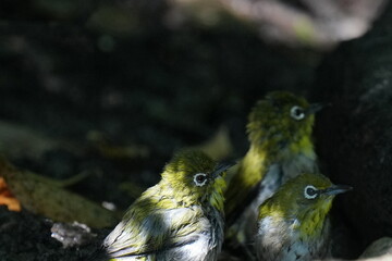 white eye in a dark forest