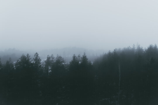 Dark and foggy Forest