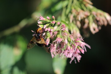 plant, flowers, garden, insect, closeup, flora