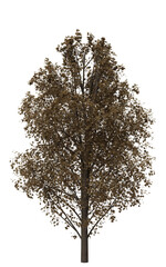 Autumn Maple tree 3d render