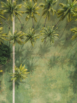 Aerial view of palms
